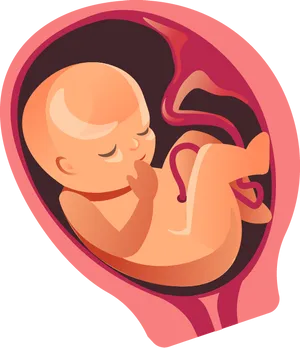 Fetal Development Illustration PNG