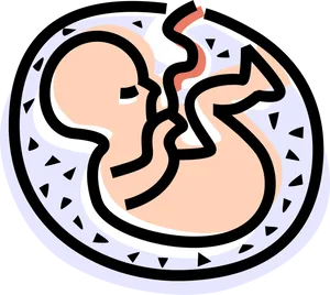 Fetal Development Illustration PNG image