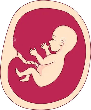 Fetal Development Illustration