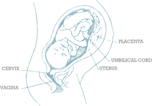 Fetal Developmentin Uterus Diagram PNG image