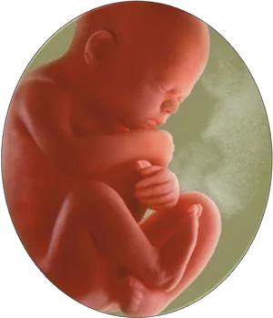 Fetal Developmentin Womb PNG image