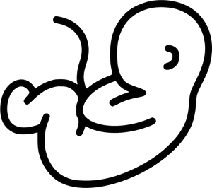 Fetal_ Line_ Drawing PNG