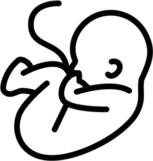 Fetal_ Sketch_ Artwork.png PNG