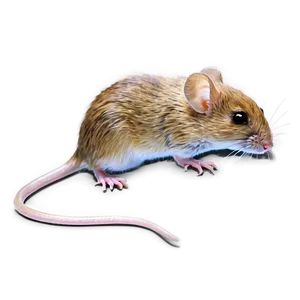 Field Mouse Png 06272024 PNG image