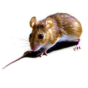 Field Mouse PNG Lcx74