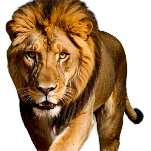 Fierce Lion Expression PNG 17 PNG