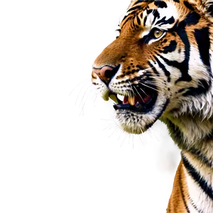 Fierce Tiger Face PNG Ack68 PNG