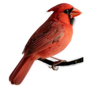 Fiery Cardinal Art PNG Yjf