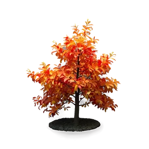 "fiery Flamboyant Tree PNG" 20