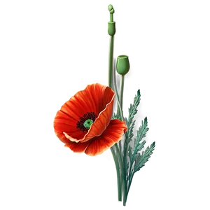 Fiery Red Poppies Image Png 06122024 PNG image