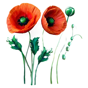 Fiery Red Poppies Image PNG 06122024 PNG