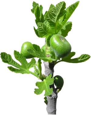 Fig Tree Branchwith Fruitand Leaves PNG image