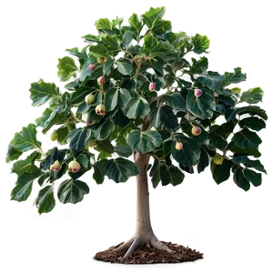 Fig Tree Png 06282024 PNG image