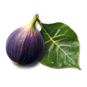 Figs On Vine PNG Nrs