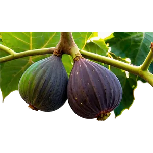 Figs On Vine Png Wie PNG image