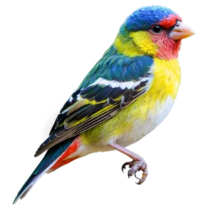 Finch Bird Colorful PNG 3