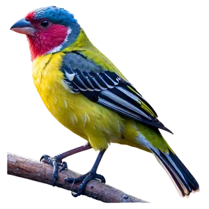 Finch Bird Colorful PNG 38