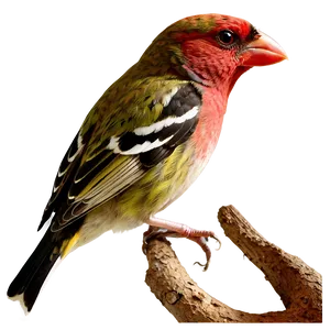 Finch Bird Colorful PNG 50