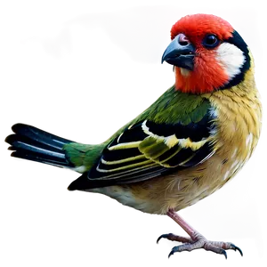 Finch Bird Colorful PNG Sum26