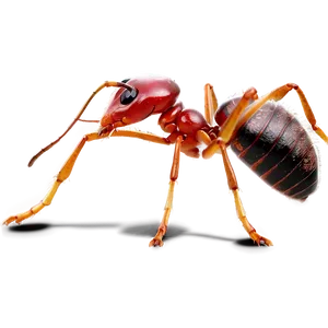 Fire Ant A PNG image