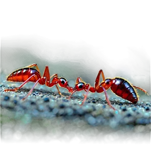 Fire Ant Biodiversity PNG 06292024