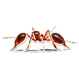 Fire Ant Biodiversity PNG 70