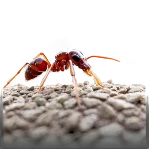 Fire Ant Eco-friendly Solution PNG Tex PNG