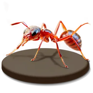Fire Ant Environmental Impact PNG 06292024