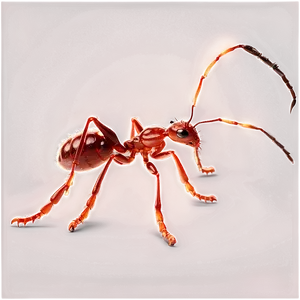 Fire Ant Environmental Impact PNG Vqf5