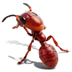 Fire Ant Observation Journal PNG Ybf