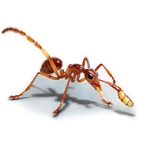 Fire Ant Predators And Threats PNG Kvg4 PNG