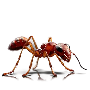 Fire Ant Safety Tips PNG 06292024