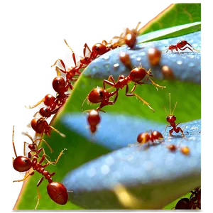 Fire Ant Swarm Attack Png 06292024 PNG image