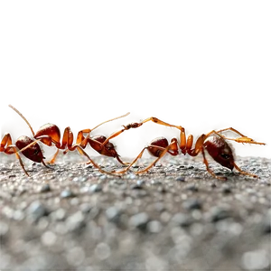 Fire Ant Swarm Attack Png 96 PNG image