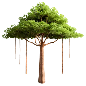 Fire Resistant Tree Elevation PNG Djv78 PNG