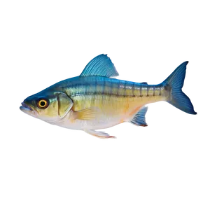 Fish Anatomy Diagram Png 06132024 PNG image