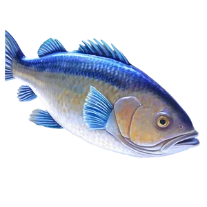 Fish Art Transparent PNG 05262024 PNG