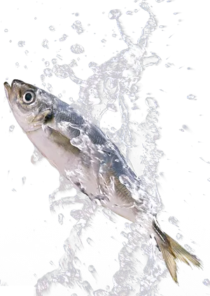 Fish Caughtin Water Splash Photography PNG image