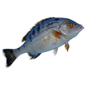 Fish Death Natural Causes PNG Hco PNG