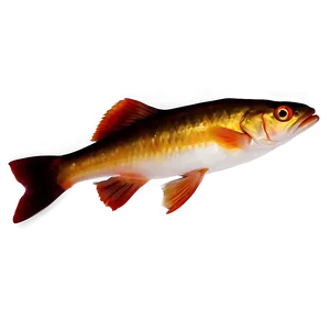 Fish Icon Transparent PNG 05262024