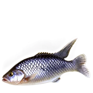 Fish Scales PNG 05252024 PNG