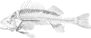 Fish Skeleton Illustration
