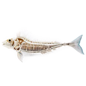 Fish Skeleton PNG 05242024