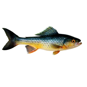 Fish Tail Png 13 PNG image