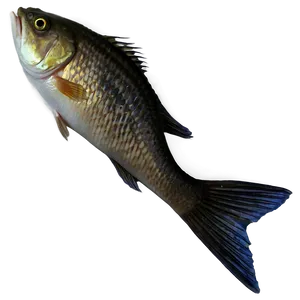 Fish Tail PNG Kam