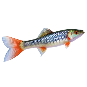 Fish Tail Transparent PNG 05262024