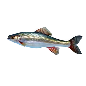 Fish Tail Transparent PNG 86 PNG