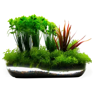 Fish Tank Plants PNG 75 PNG