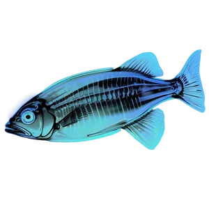 Fish X Ray Art Png 06252024 PNG image