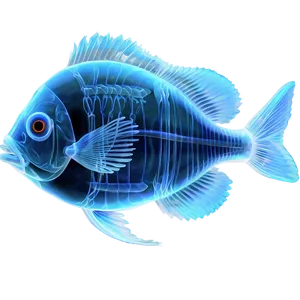 Fish X Ray Art Png Owj27 PNG image